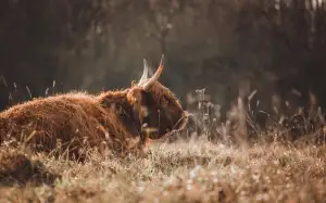 Jak Zjistit Body Řidiče Online